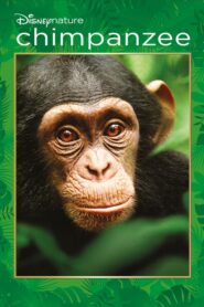Chimpancés